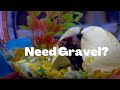 Best Aquarium Gravel For Betta Fish
