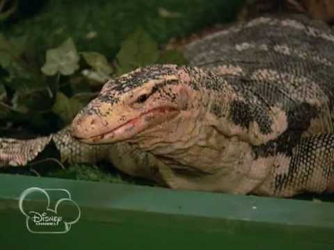 Disney Channel Czech - Promo: Jessie - The Secret Life of Mr. Kipling (Season Finale)