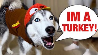 My Husky Throws a TEMPER TANTRUM on Thanksgiving! (CRAZY)