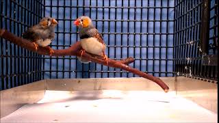 Download lagu Burung Zebra Finch Bernyanyi mp3