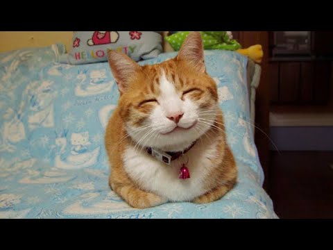 Don't try to hold back Laughter 😸🤣 Funny Cat Videos of 2024
