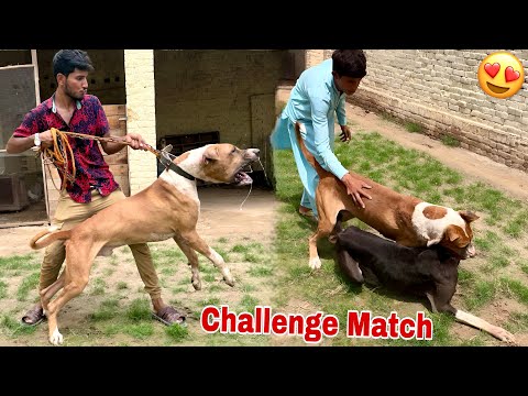 Bully Dog Badshah's Challenge Match happened😍