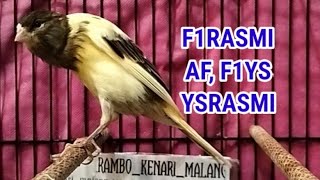 Download lagu SPESIAL SUPER PROMO BAHAN KENARI AF, F1RASMI, YSBB DAN BETINA SIAPAN TERNAK mp3 Download lagu SPESIAL SUPER PROMO BAHAN KENARI AF, F1RASMI, YSBB DAN BETINA SIAPAN TERNAK mp3