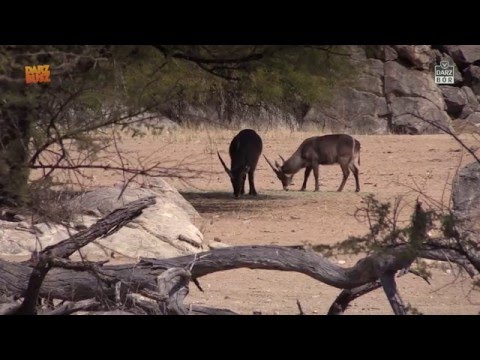 Darz Bór zapowiedź odcinka 166