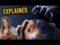 The Horror Movie From A Dog S POV GOOD BOY Explained