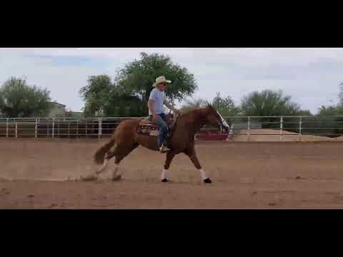 Pale Face Dunit Mare for Sale