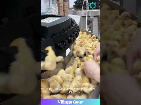 What Does This Machine DO to Baby Chicks? 😱 You NEED to See This! #chicks #factoryfarming #shocking