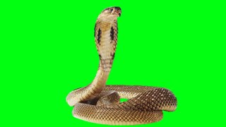 Green Screen Video backgroun effect snake 🐍 VFX
