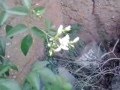 Jasmine Bush Flowering Plant Mallechettu