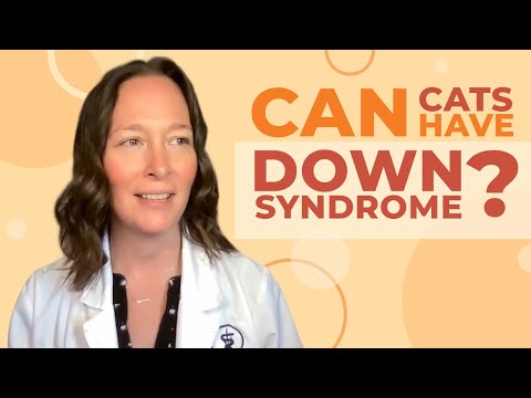 Can Cats Have Down Syndrome? A Vet Answers