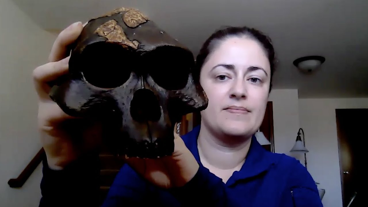 Species Shorts: Australopithecus afarensis