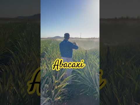 Lavoura de abacaxi em Dianopolis Tocantins