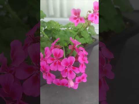 ゼラニウムと一緒に置く植物 アリウム チャイブ ミツバチを呼び寄せる 蝶 有益な昆虫