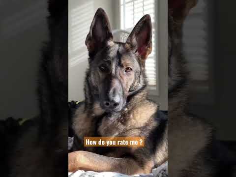Rate this sable German Shepherd 1-10 #shorts