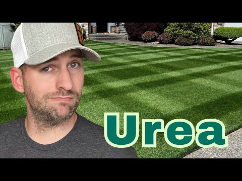 How to apply 46-0-0 urea fertilizer on lawn.