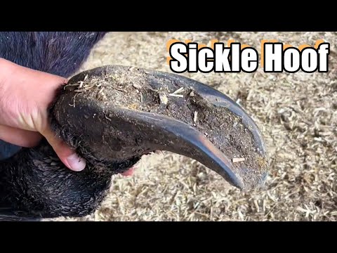 The neglected donkey's hoof is like a sickle! causing its joints to deform