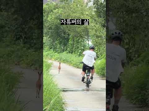 고라니 추격자 #자튜버 #추격자 #고라니 #자파리