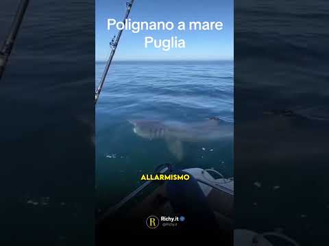 SQUALO TROVATO IN PUGLIA PANICO TRA I BAGNANTI #shorts #squalo #squali #notizie #estate2023 #puglia