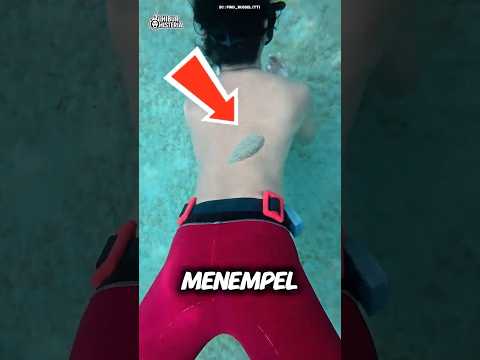 Kenapa Ikan Ini Susah Lepas?