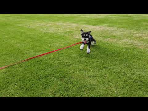 Zigfrida (Mini Schnauzer) Primrose Park, Cammeray, Dec 2020