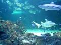 The Carnival of the Animals - Aquarium 