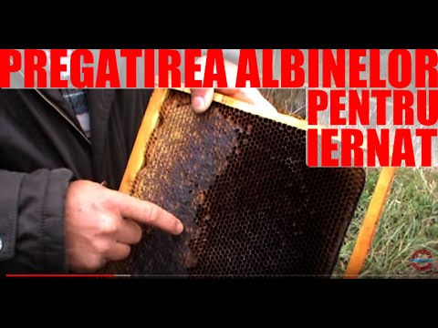 , title : '1/3 Pregatirea familiei de albine pentru iernat si sfaturi utile pentru primavara - Apicultura'