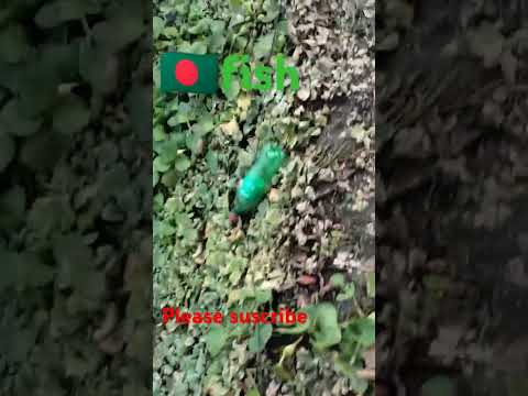 Unbelievably beautiful view of water fishing #shortsvideo plese suscribe and share. #fishmigration