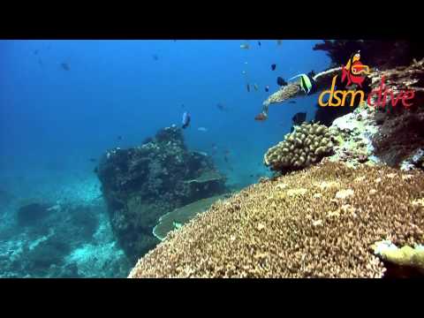 DSM Dive -- Plongée Lombok -- Diving Lombok & Gili --  Manta Point