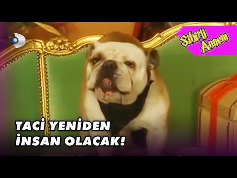 Dudu, Taci'yi Eski Haline Çevirecek! - Sihirli Annem 95. Bölüm