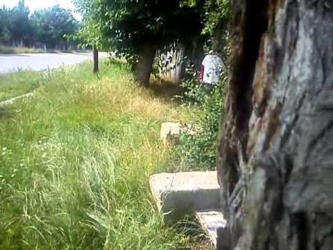 Amuzanţi din tetoiu