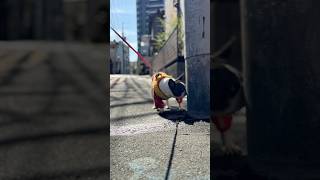 フレブルとお散歩♪やっぱり春のお散歩が一番ですね🥰
