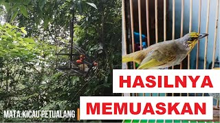 Download lagu mikat merbah lekir pake burung masteran juara mp3 Download lagu mikat merbah lekir pake burung masteran juara mp3