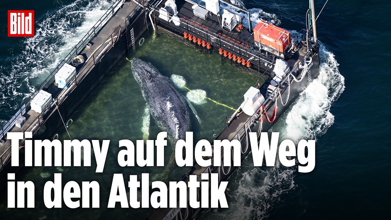 🔴 Tag 31 der Walrettung in der Ostsee: Timmys Reise in die Freiheit | BILD LIVE