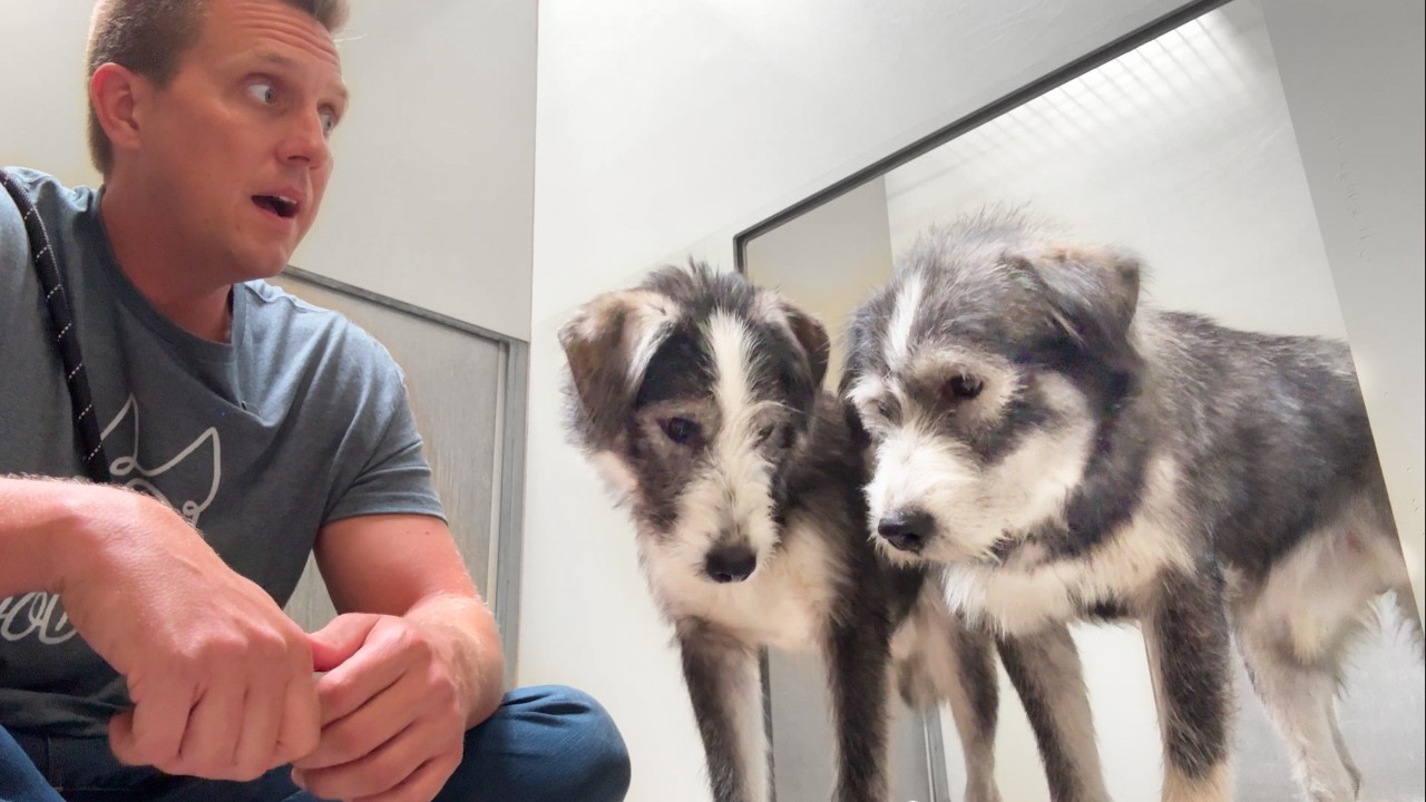 Watch the Moment this Scared Dog is Reunited with His Brother 🥹