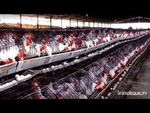 Parassita e donatori Come liberarsi parassiti nel nostro corpo