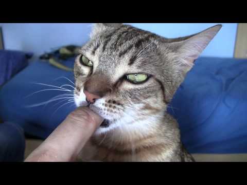 Cute Cat acting like a baby (Gatto si comporta come un bimbo)