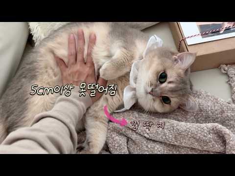 불안형 고양이와 안정형 집사가 함께 살면 생기는 일