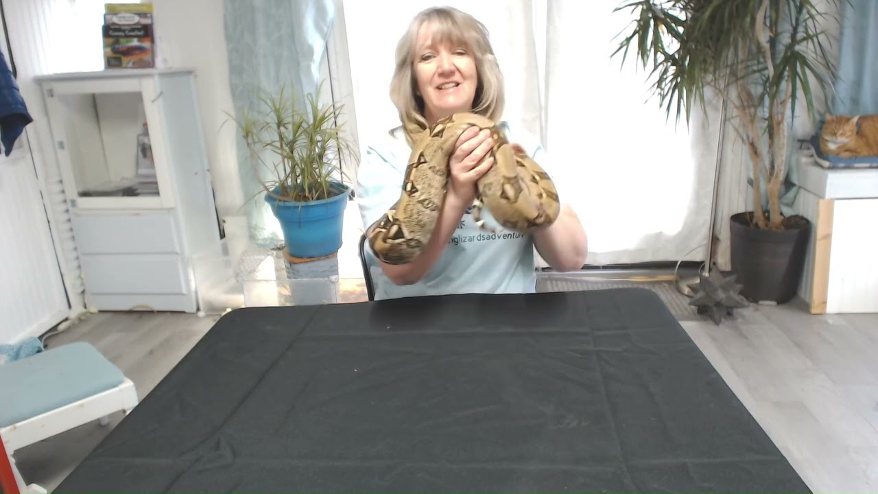 Promotional video thumbnail 3 for Leaping Lizards Adventure
