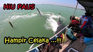 Download lagu Hampir Celaka...‼️‼️ Mancing Kakap Putih Dikepung Ikan 'HIU PAUS' (Whale Shark) Laut Demak mp3