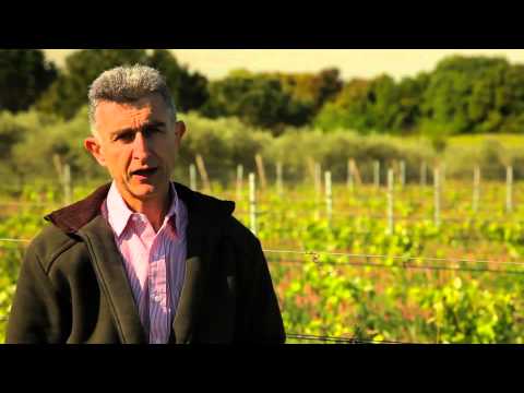 The taming of Mourvèdre