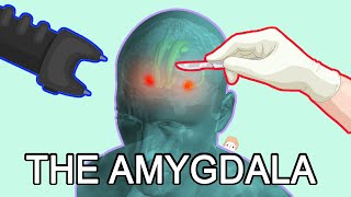 The Amygdala: Fear, Anxiety and Aggression