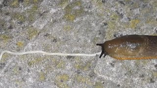 Cover art for Slug eats noodle