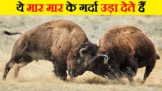 Bison इतना खतरनाक क्यों होता है? | Dangerous Attack of Bison | Fights of Bison