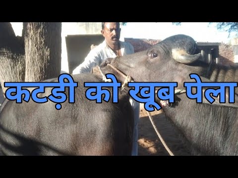 देखिए दोस्तों कैसे एक झोटा दिन में तीन-चार भैंसों को क्रॉस कर देता है