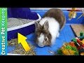 HOW TO Litter Train Your Rabbit In One Week Bunny Potty Training
