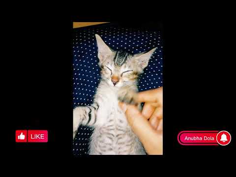 Ghum Parano Mashi Pishi