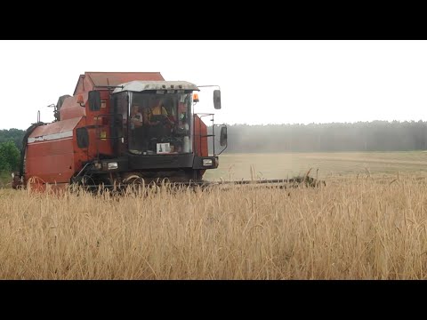 В Гомельской области собрано более половины зерна видео