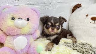 チワワ（ロング）の動画01