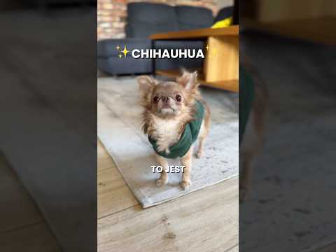 TO JEST CHIHUAHUA! 🐾💜