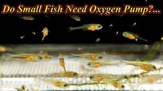 சின்ன மீன்களுக்கு Oxygen Pump தேவையா?| Small Fish(Fry) Need Oxygen Pump To Live/ Fish Aquarium Tamil